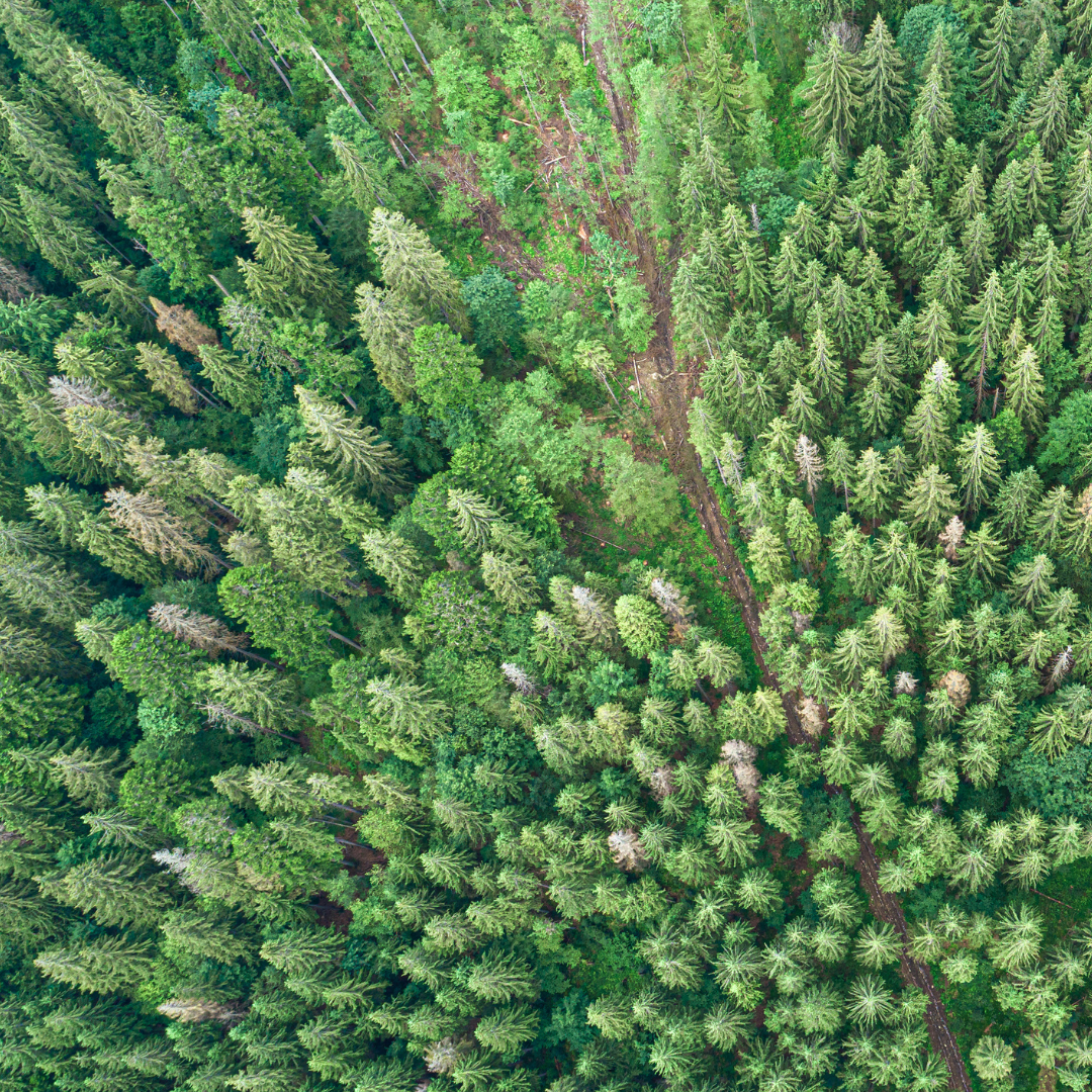 Drone-Forestry