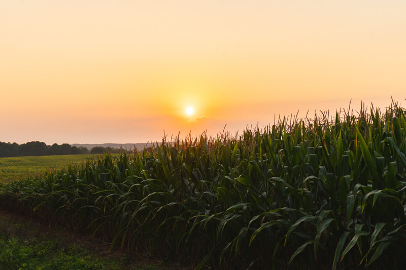 Corn field at sunset Corn field at sunset