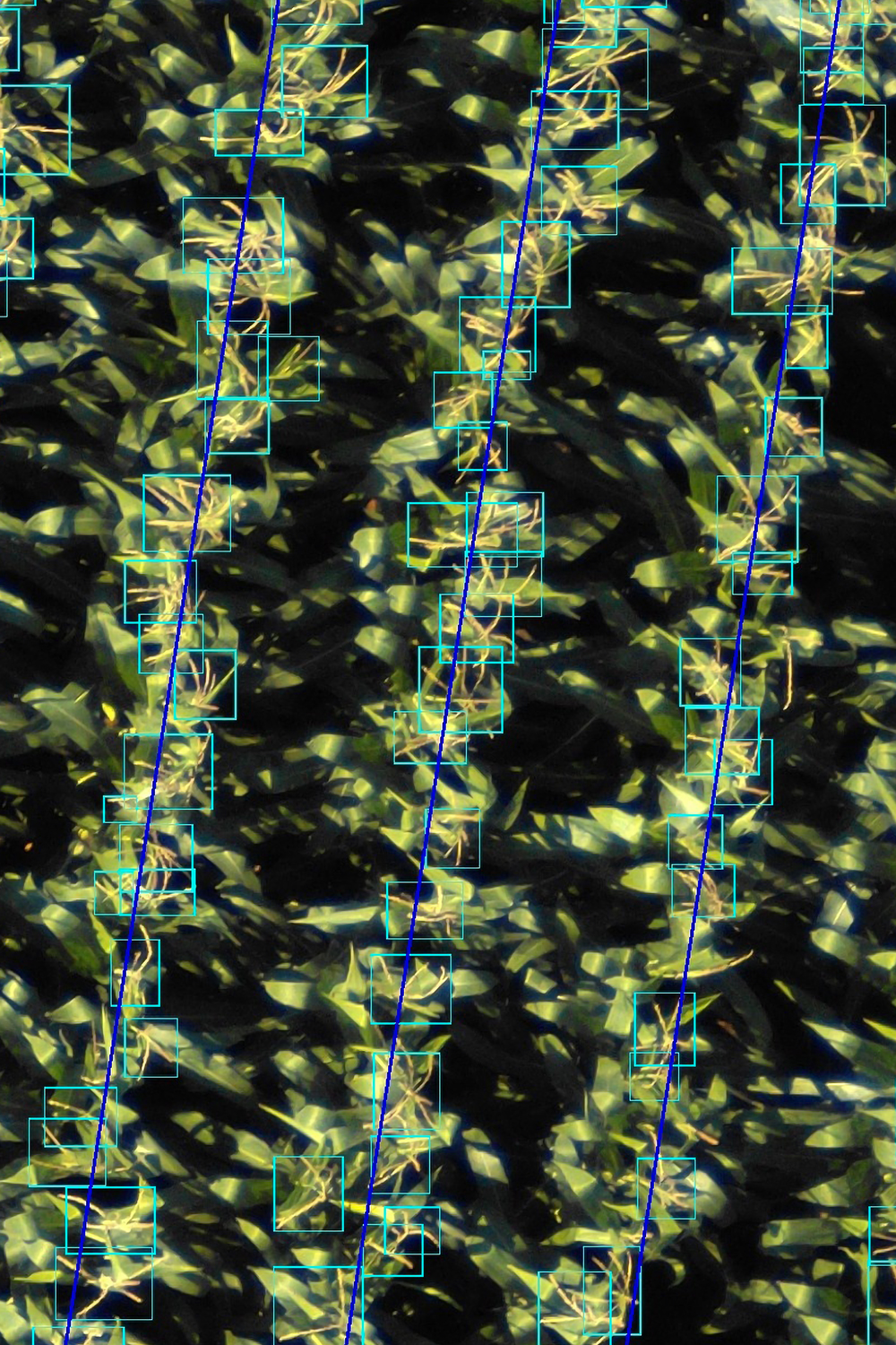 Tassle-Count Tassle Count