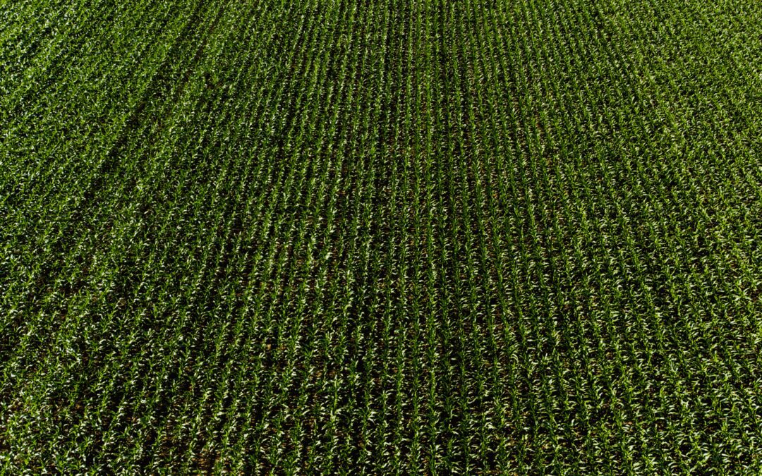 corn field