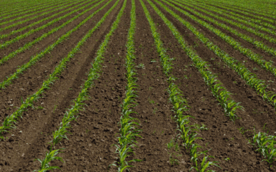 Enhancing Crop Research with Drone-Based Agricultural Analytics: Next Steps after Plot Stand Count Results